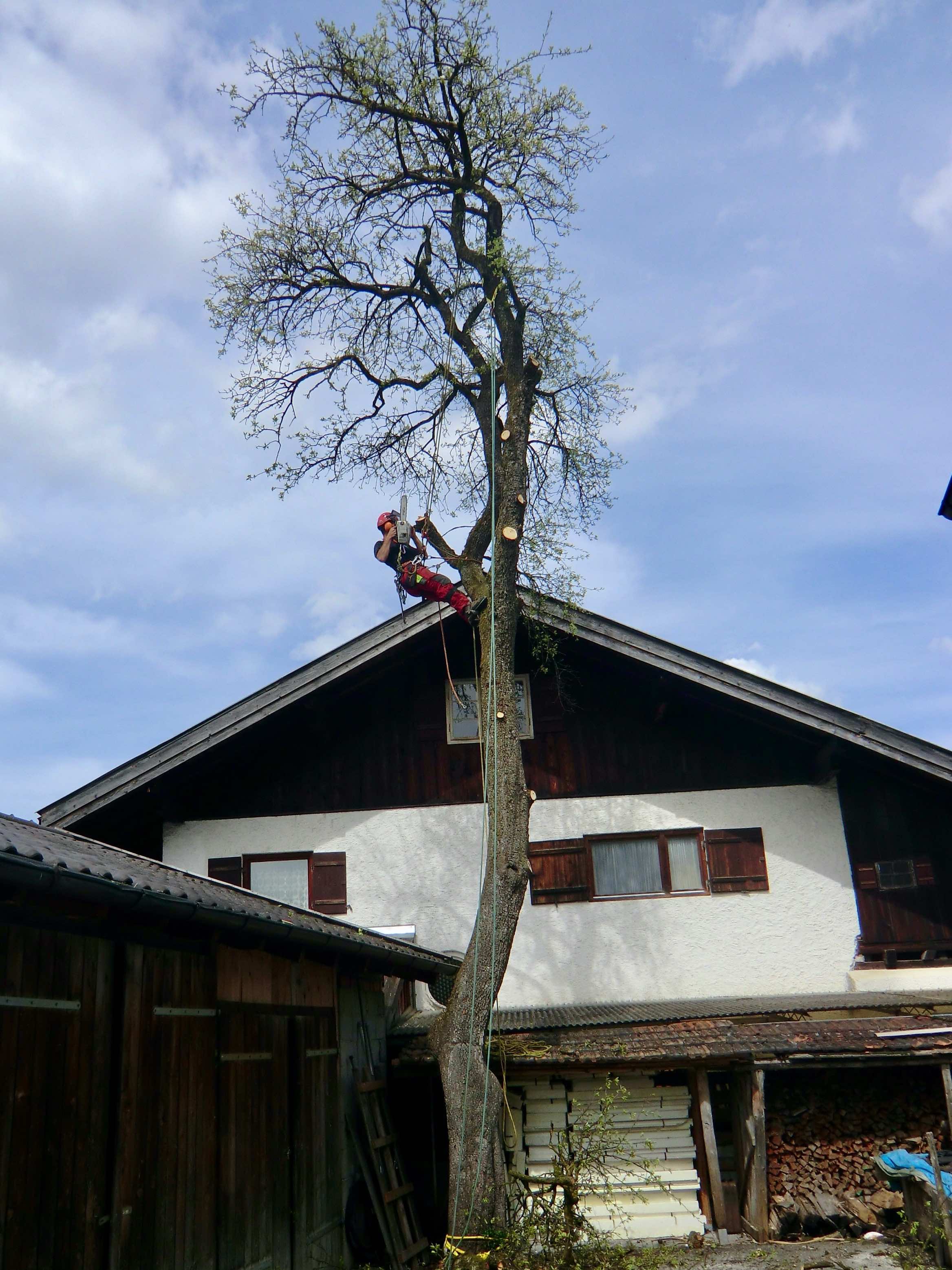 Martin beim Baumfaellen